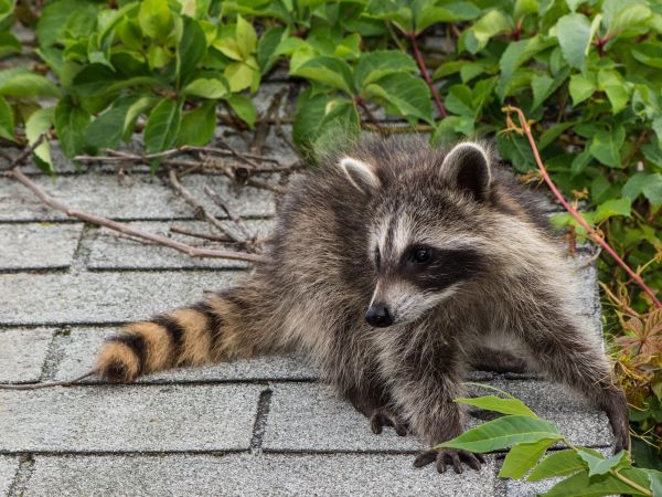 Lincoln Wildlife Removal