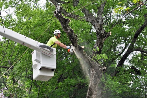 Lincoln Tree Trimming