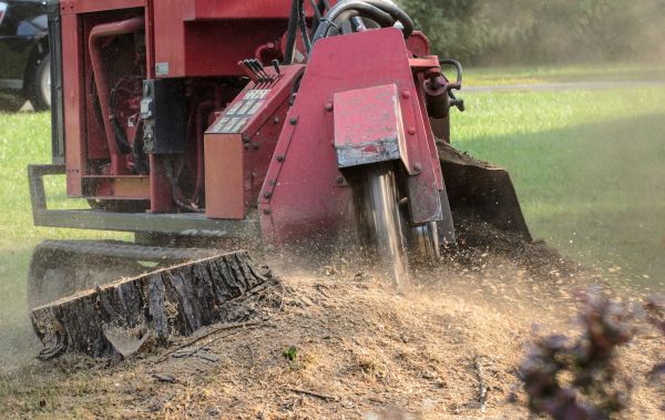 Lincoln Tree Removal