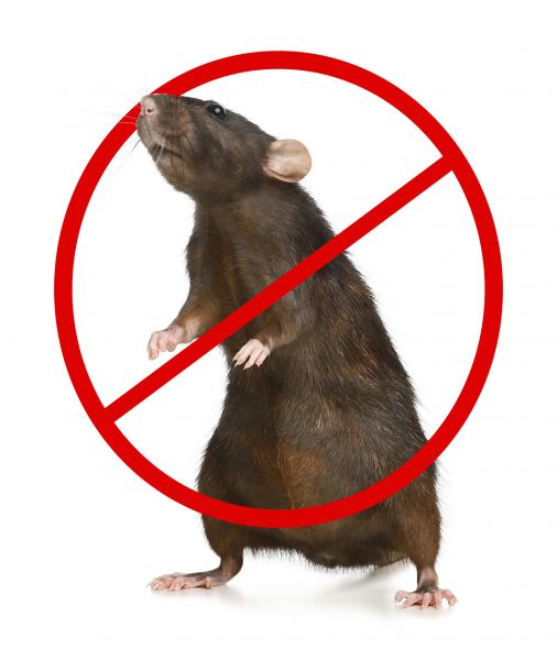 Lincoln Pest Control Service